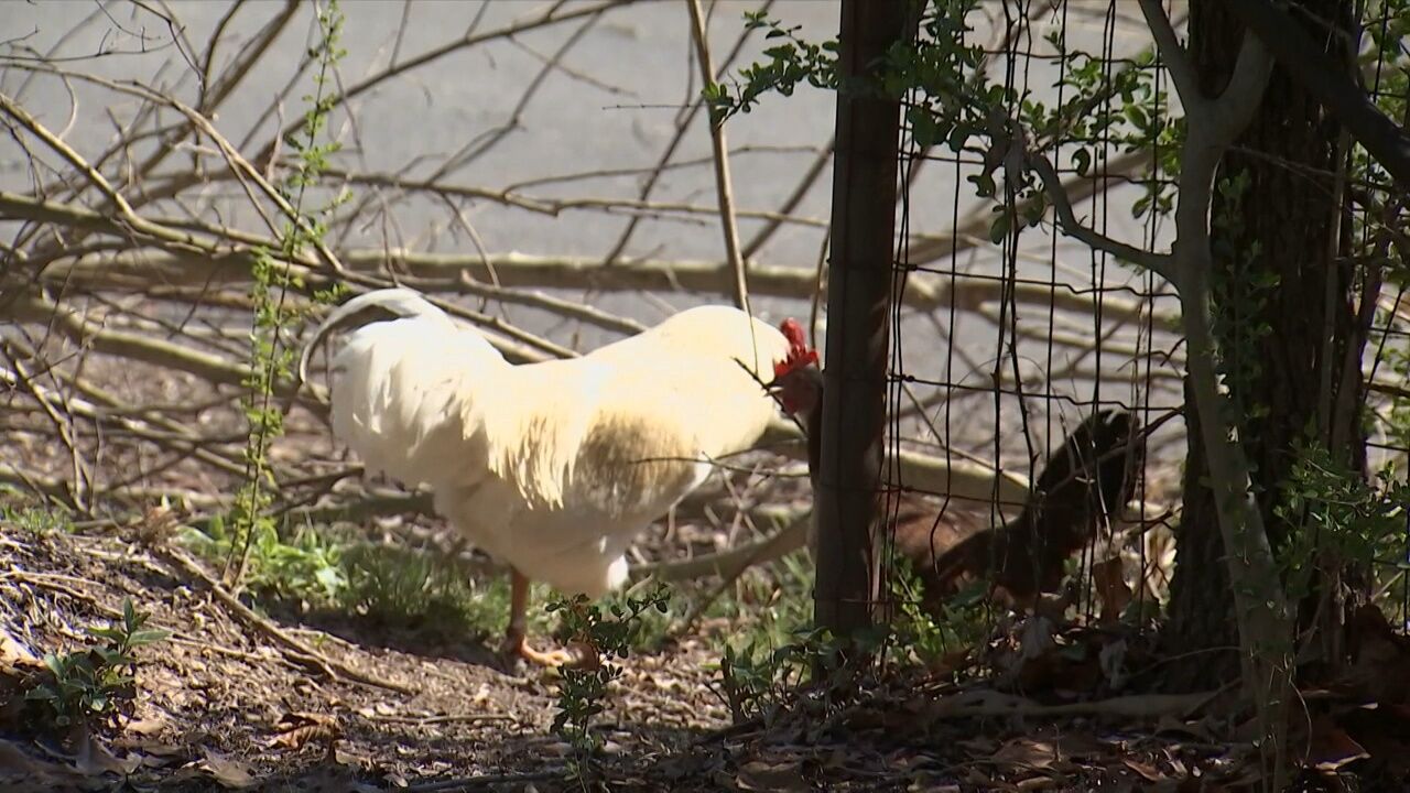 3 ON YOUR SIDE: Rossville woman wants abandoned chickens gone from neighborhood